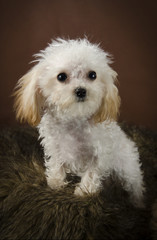 Teacup white poodle with brown background and coal black eyes and nose and apricot ears.