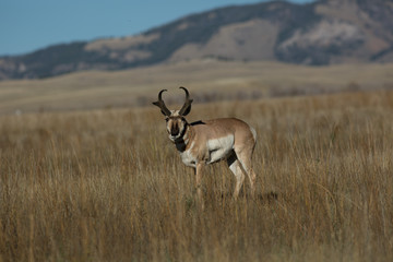 American Antelope © cameratales