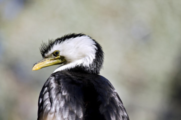 pied cormorant