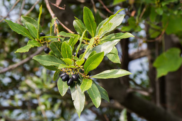 Obraz premium Twig with olives