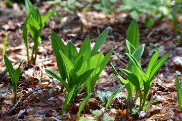 山菜ギョウジャニンニク