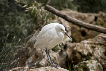 small egret