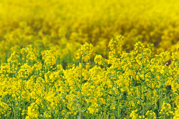 Obraz premium 菜の花