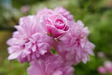 soft cluster of pink roses growing in a garden, selective focus