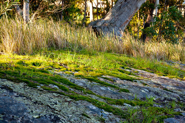 Green moss and grass growing on rocks