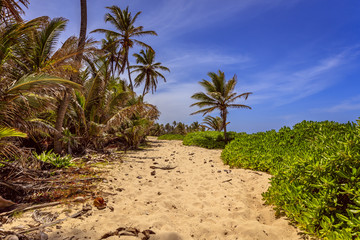 Fototapeta premium Dominicana Beach