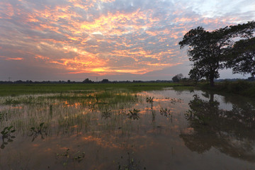 A paddy field is filled with water after a harvesting season.