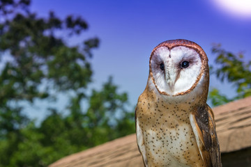 Barn Owl