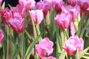 Bright pink tulips blooming.