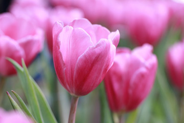 Bright Pink tulips blossoming.