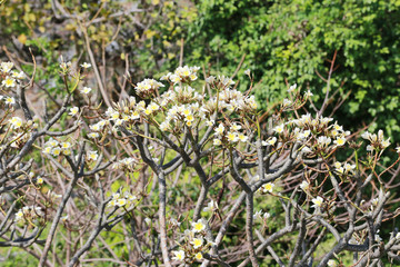 Plumeria flower bloom in the garden.