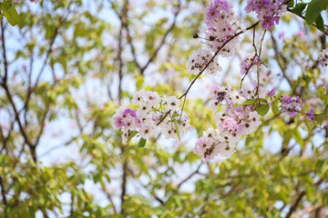 Lagerstroemia flower bloom or Tabak flowers in the garden.