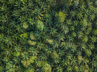 Aerial View - Palm Oil Plantation at Sunrise. Bird's eye view.