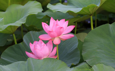 Blooming lotus