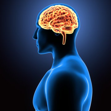 3d illustration of human body brain anatomy 