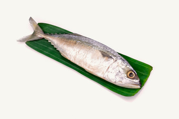 Fresh mackerel fish
