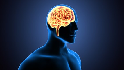 3d illustration human body brain of a human body organs