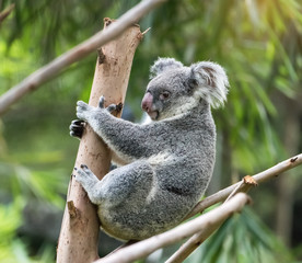 koala auf baum sonnenlicht auf einem zweig