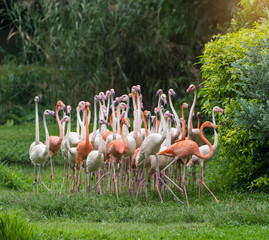 Flamingo birds standing in lake