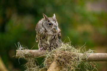 Baby Owl 1