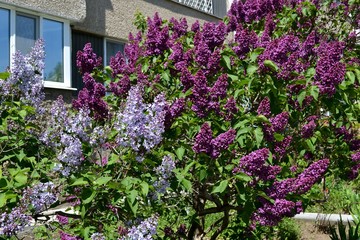 Куст сирени возле дома