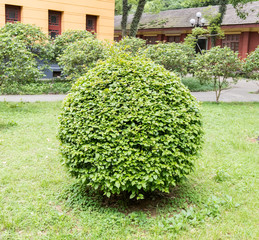 green coniferous shrubs shorn by round shape