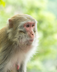 macaque monkey at forest in Zhangjiajie National Park Hunan China.