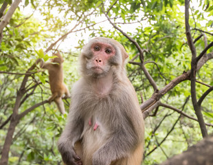 macaque monkey at forest in Zhangjiajie National Park Hunan China.