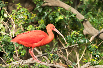 Exotic red-orange bird in the nature. Wildlife. Bright ibis - the national bird of Trinidad and Tobago
