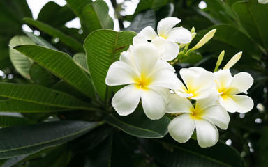 Obraz na płótnie Canvas Leelawadee flower White