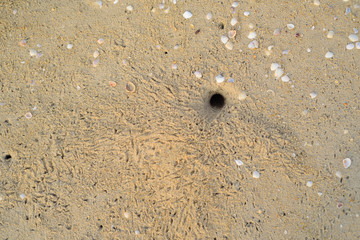 Crab Hole