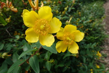 初夏のガーデン