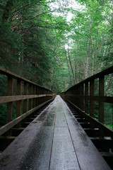 Fototapeta premium Footbridge in the forest