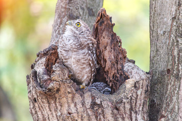 Spotted owlet Athene brama nest in tree hollow.