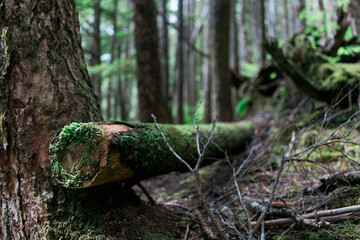 Mossy Log