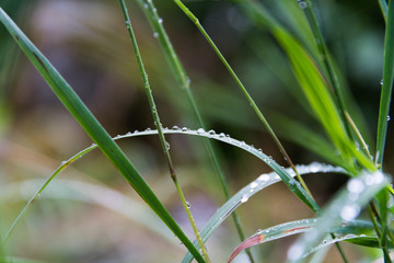Water Droplets on Leaf