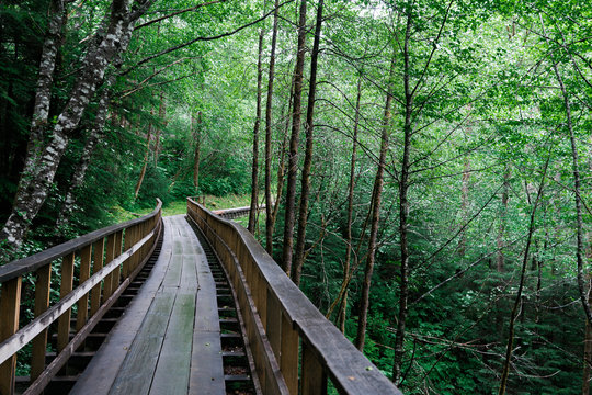 Footbridge in the Forest offset