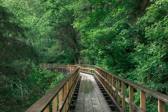 Wooden Bridge in Forest