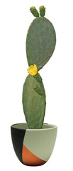 Cactus with yellow flower isolated on white background