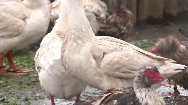 Geese in a cage on the farm.Birds in a cage.