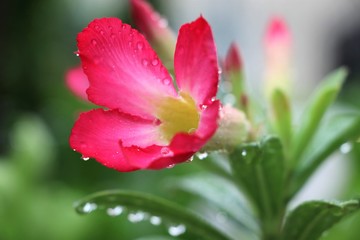 Fototapeta na wymiar Desert rose pink color with raindrops beautiful in nature background