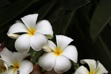White plumeria flowers with raindrops