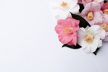 Soft Pink and White Camellia flowers on white background - desaturated vintage look