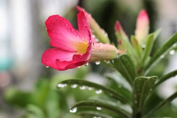 Desert rose pink color with raindrops beautiful in nature background