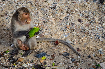 Wild macaque in the process of eating, grinning to protect food