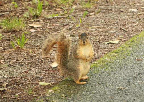 Do you have any food for me?