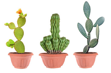Three cactuses in pot