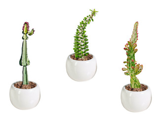 Three cactuses in pot