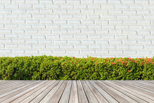 Green Bushes fences at White brick wall backgrounds.