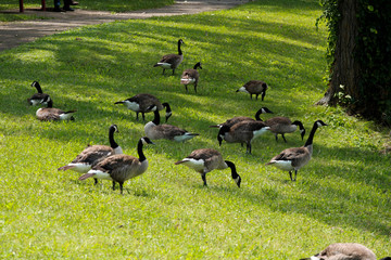 A slow walk in the meadow for these friendly ducks, looking to cool off in the water.
